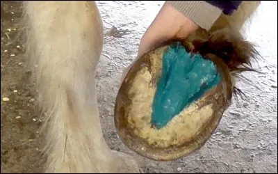 Quelle est la partie bleue ?