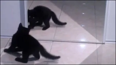 De quoi les chats ont-ils peur ?