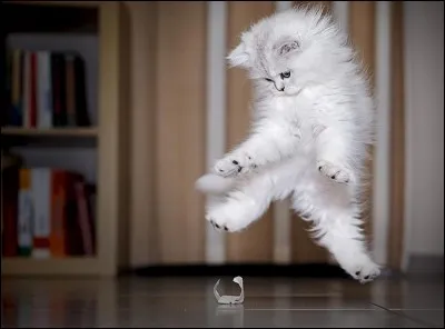 Les chiens s'entendent-ils avec les chats ?