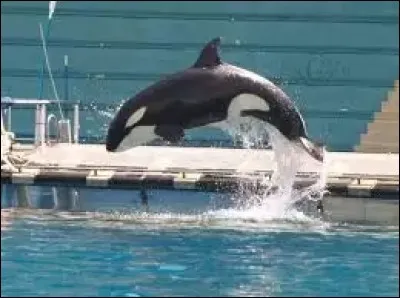 Qui sont les parents de Moana ?