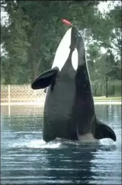 Quelle orque est morte ?