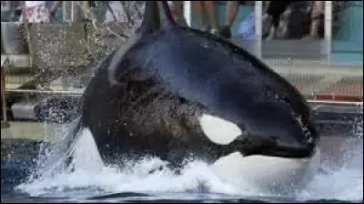 Valentin est mort en :