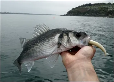 Otez trois lettres du nom de ce poisson, et vous avez celui d'un homme politique fran&ccedil;ais !