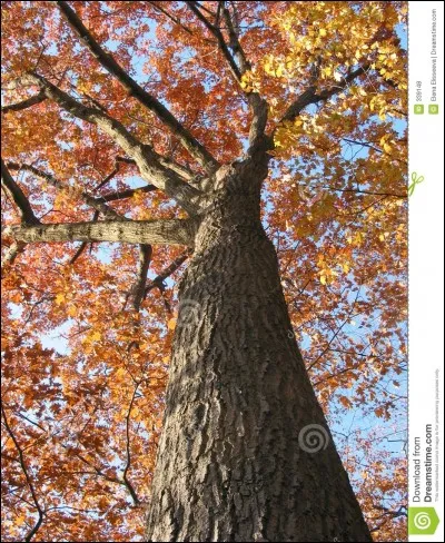 Si vous &ocirc;tez trois lettres au nom de cet arbre, la r&eacute;ponse sera r&eacute;volutionnaire !