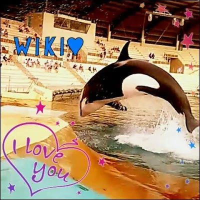 Quel &acirc;ge a Wiki ?