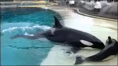 Les enfants de Wiki sont :