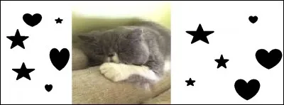 Quel nom porte son chat ?