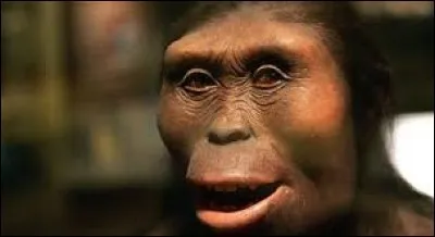 Quelle est la "forme de vie ou espèce" de Lucy ?