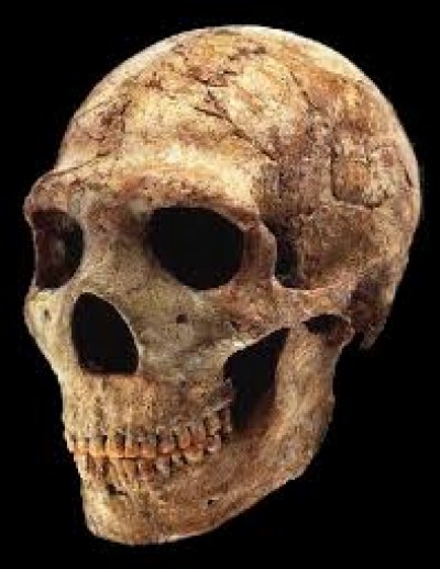 En France, les paléontologues ont découvert un crâne vieux de 450 000 ans. Dans quelle région ?