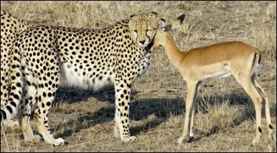 Combien le plus souvent de bébés guépards parviennent à l'âge adulte ?