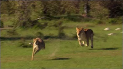 Que mange (chasse) le guépard le plus souvent ?