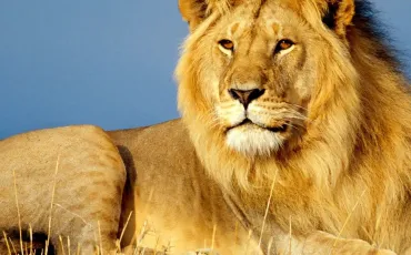 Quiz Animaux