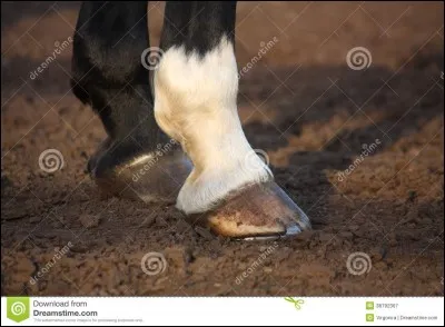 Où se situent les balzanes ?