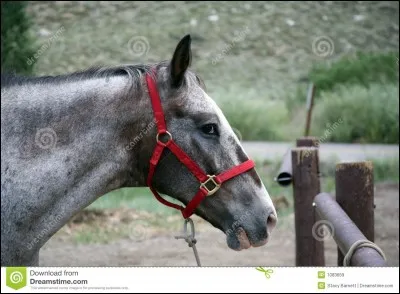 A quelle hauteur attache-t-on un cheval ?