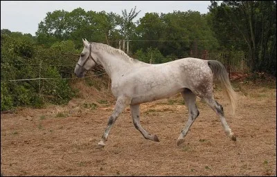 Combien y'a t-il de temps au trot?