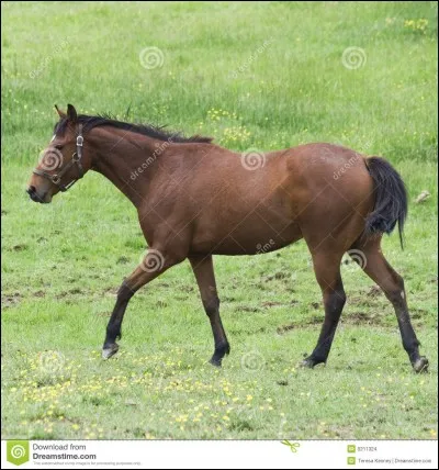 Qu'est-ce que l'impulsion ?