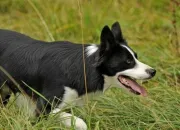 Quiz Les races de chiens