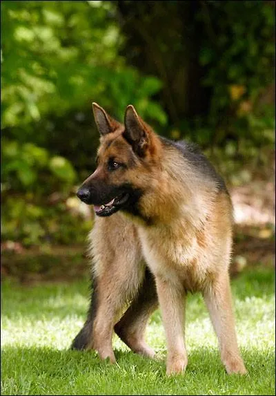 Quelle est la race de ce chien ?