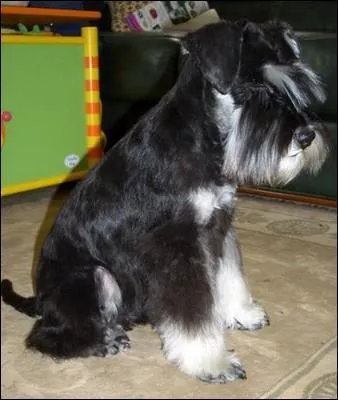 Quelle est la race de ce chien ?