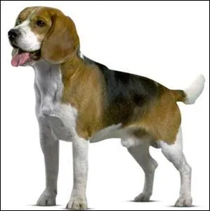 Quelle est la race de ce chien ?