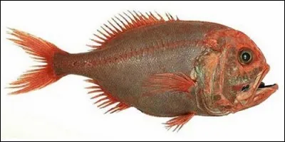 Comment se fait appeler l'hoplostèthe orange ?