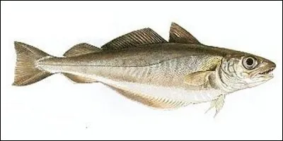 À quelle famille appartient le merlan ?