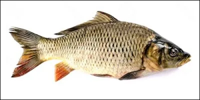 Quelle espèce de poissons élève-t-on dans une cypriniculture ?