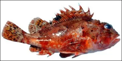 Quel poisson se fait également appeler le crapaud de mer ?