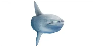 De quoi se nourrit principalement le poisson-lune ?