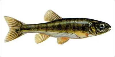 Le vairon est un poisson de 15 à 20 cm de long.