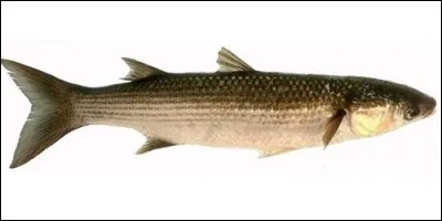 Ce poisson, appelé aussi "muge", se pêche à l'appât ou à la mouche et même à l'épervier lorsqu'il est en banc important. Il s'agit :