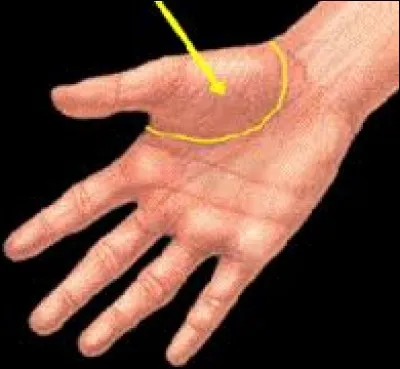 Comment s'appelle la saillie musculaire arrondie située sur la face antérieure de la main et sous le pouce ?