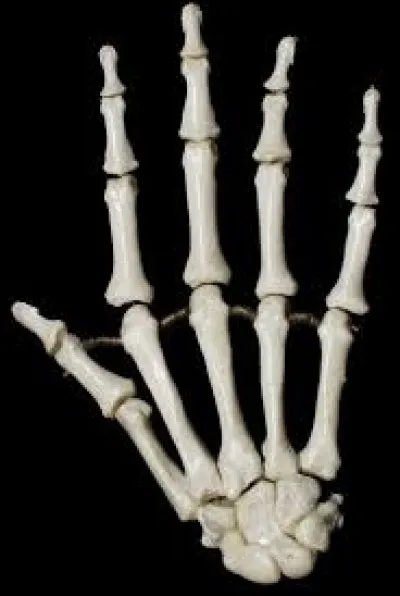 Quel os appartient à la main ?