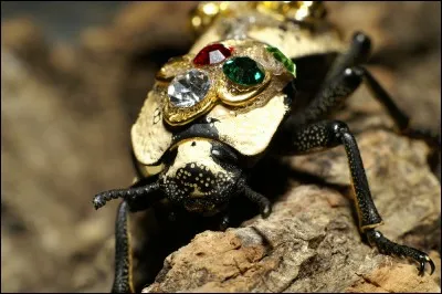 Il porte le nom de scarabée chilensis et c'est un bijou vivant, non une reproduction.