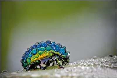 Parmi les plus beaux que la nature a paré de la plus spectaculaire des façons. Cet insecte est-il vivant ?