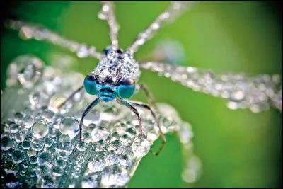 Deux yeux splendides vous observent et vous ne pouvez alors résister à y plonger votre regard. Est-ce une vraie sauterelle ou bien une vraie libellule ?