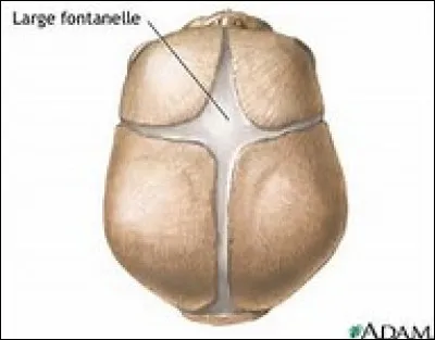 A quel âge, un enfant a-t-il les os du crâne soudés ?