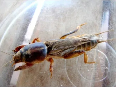 Ce petit animal est un cousin de l'écrevisse, c'est un crustacé !