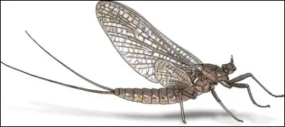 Et cet animal ? Bien sûr que c'est un insecte !