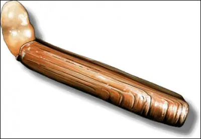 On trouve cet insecte dans les jardins, souvent à proximité des poireaux !