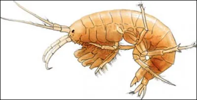 Non, il n'y a pas de piège, je suis sûr que vous serez d'accord avec moi, c'est un insecte !