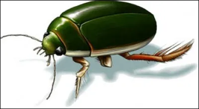 On appelle sa larve "tigre d'eau", et c'est bien un insecte !