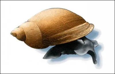 Vous ne pouvez pas vous tromper, c'est un insecte !