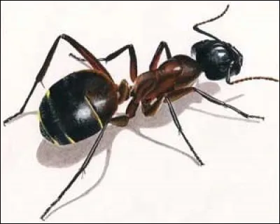 Comme vous le savez forcément, cet animal fait partie de la classe des arachnides !