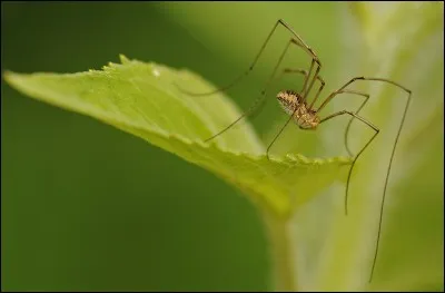 Si je vous dis que l'opilion fait partie de l'ordre des arachnides, c'est qu'il en fait partie, un point c'est tout !