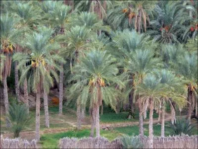 Cette photo reprsente la palmeraie de