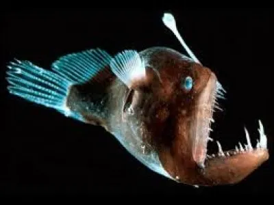 Comment s'appelle ce poisson ?