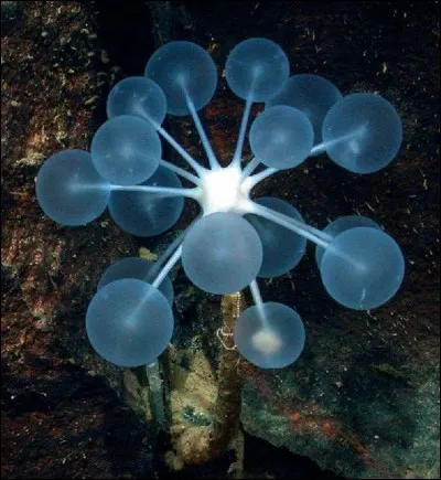 Qui a réalisé le film "Abyss" ?