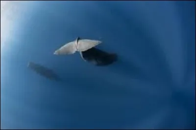 Quelle profondeur le cachalot peut-il atteindre ?