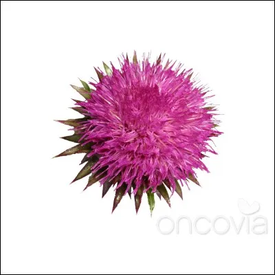 A qui appartient l'écusson du chardon?